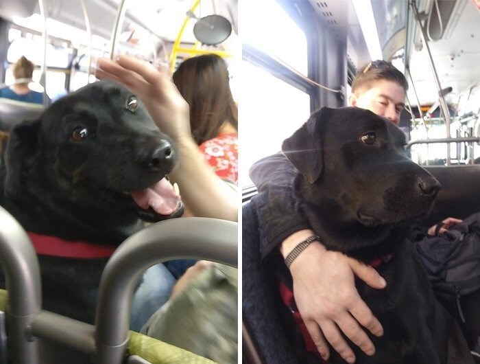 Собака путешествует в автобусе