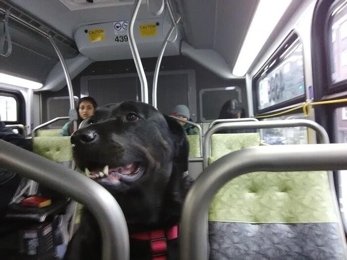 Собака в автобусе ждет нового дома
